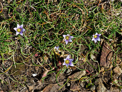Romulea columnae columnae
