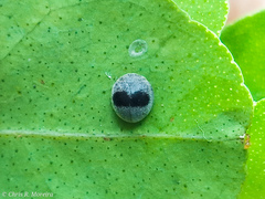 Azya orbigera ecuadorica