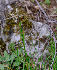 Sesleria