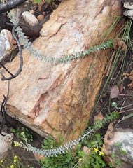 Senecio pauciflosculosus