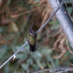 Lampornis clemenciae