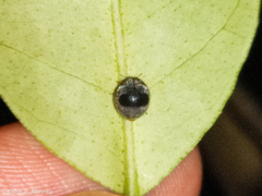 Azya orbigera ecuadorica