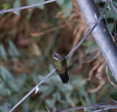 Lampornis clemenciae