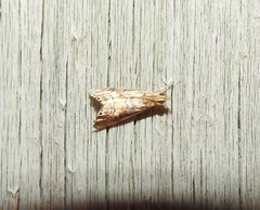 Glaucocharis chrysochyta