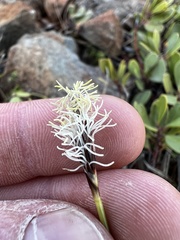 Divisae