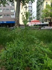 Cirsium vulgare