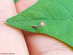 Diaphorina
