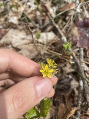 Waldsteinia lobata