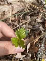 Waldsteinia lobata