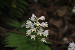 Oreorchis fargesii