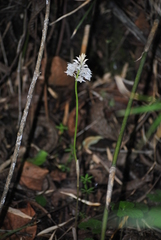 Oreorchis fargesii