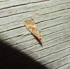 Glaucocharis chrysochyta