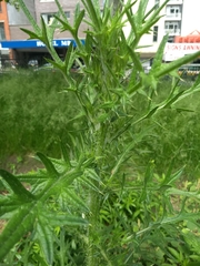 Cirsium vulgare