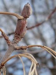 Contarinia negundinis