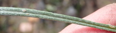 Senecio paniculatus