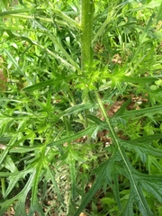 Cirsium vulgare
