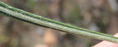 Senecio paniculatus