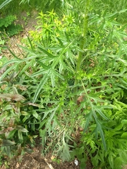Cirsium vulgare