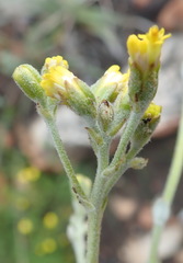 Senecio pauciflosculosus