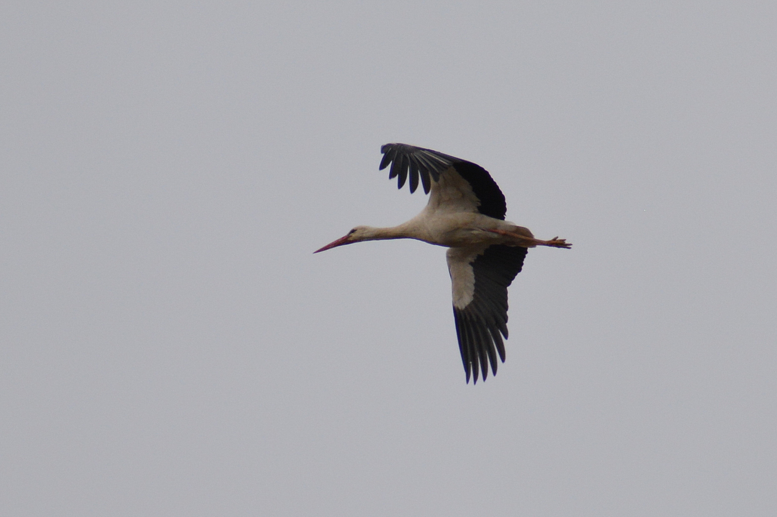 White Stork