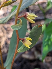 Deeringothamnus rugelii