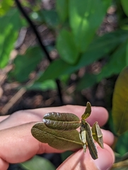 Deeringothamnus rugelii