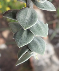 Senecio pauciflosculosus
