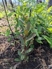 Deeringothamnus rugelii