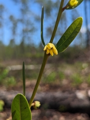 Deeringothamnus rugelii