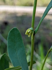 Deeringothamnus rugelii