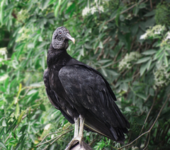 Coragyps atratus