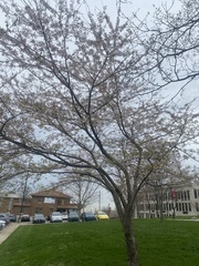 Prunus serrulata