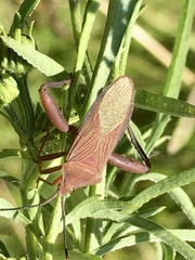 Athaumastus