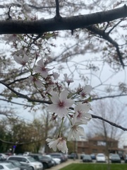 Prunus serrulata