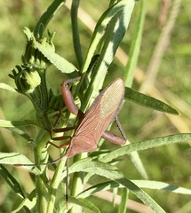 Athaumastus