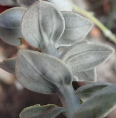 Senecio pauciflosculosus