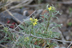 Erysimum crepidifolium