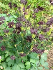 Aquilegia