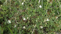 Potentilla montana