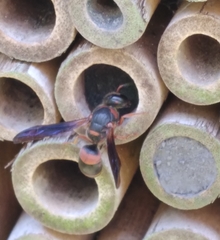 Euodynerus apopkensis