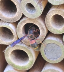 Euodynerus apopkensis