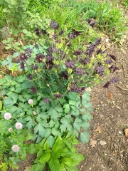 Aquilegia