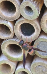 Euodynerus apopkensis