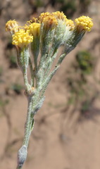 Senecio pauciflosculosus