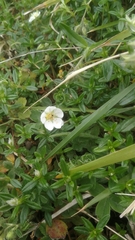 Potentilla montana