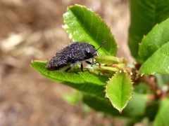 Acmaeodera dolorosa