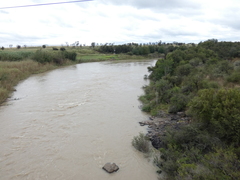 Salix mucronata mucronata