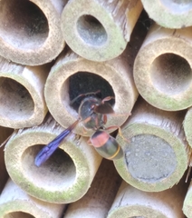 Euodynerus apopkensis