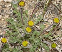 Erigeron compositus discoideus