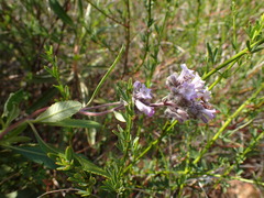 Eriodictyon crassifolium